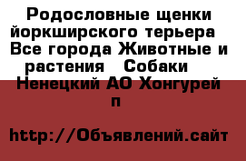 Родословные щенки йоркширского терьера - Все города Животные и растения » Собаки   . Ненецкий АО,Хонгурей п.